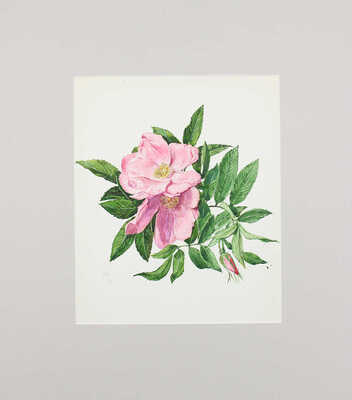 Шипиленко Александр Кузьмич. Шиповник  